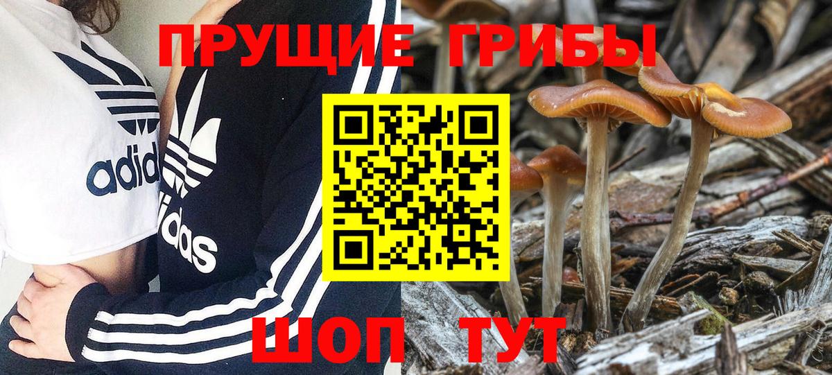 Псилоцибиновые грибы Psilocybe Алексеевка